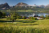 106359_Wolfgangsee malerischer Frhling Naturfoto Bergwiesenblte mit Musik der Grillen ber St. Wolfgang