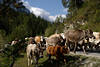 811071_ Almabtrieb Foto: Kuhherde auf Bergstrasse rasend beim Kuhabtrieb von Almweiden im Gaistal