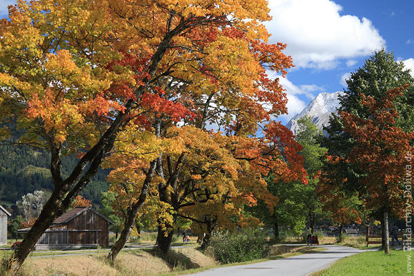 Herbstallee Bergdorf Lermoos Loisach Naturfarben am Moos Berge Foto Gipfelsicht