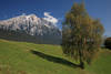 811174_ Affenhausen Berglandschaft Foto, Baum auf Wiese bei Wildermieming, Bergland unter Felsmassiv