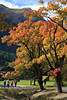 Loisach Herbstbume Farbenpracht ber Lermoos Wanderer