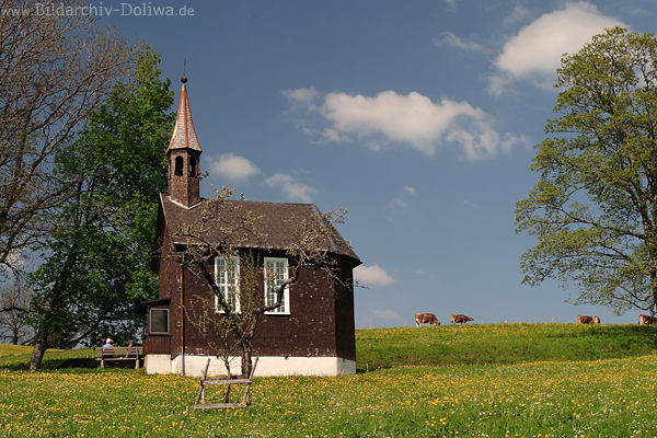 Ammenegg Frhlingsblte Kapelle Khe Grnwiese Landidyll Naturbilder Vorarlberg