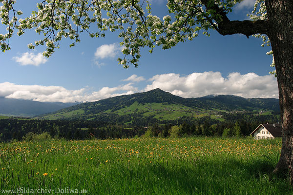 Bergland Baumblüte über Frühlingsblumenwiese Bregenzerwald Bergblick unter Baumzweig Bergland Baumblüte über Frühlingsblumenwiese Bregenzerwald Bergblick unter Baumzweig