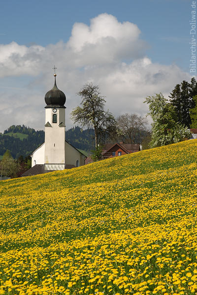 Kirchl-Gelbwiese Frhling-Blumenblte Naturfoto Doren Pfarrkirche zum heiligen Johannes Nepomuk