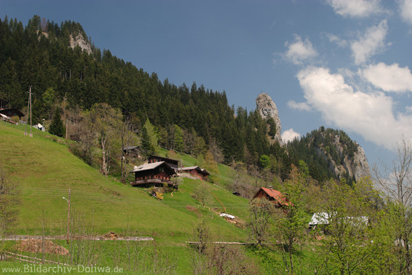 Steilhang Alpendorf Ebnit Foto Huser am Berghang Felsen Grnwald Naturidylle Vorarlberg