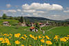 Bergwiese Gelbblumen Frhlingsblte Landschaftsbild Bergdorf Krumbach Alpenbergland