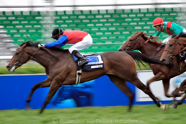 Gallop racing finish running horses sprint-speed last meter dynamic