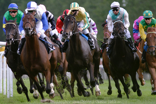 Gallop-race running horses equestrian jockeys dynamic picture speed-sprint in curve 