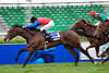 Gallop racing finish running horses sprint-speed last meter dynamic