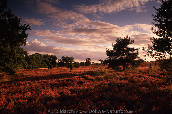 Mood twilight in the heath picture autumn evening nature landscape photo