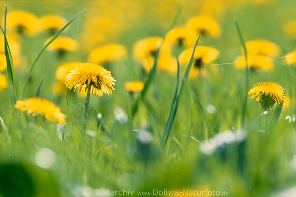 Flowers yellow blooming meadow dandelion spring blossom nature photo