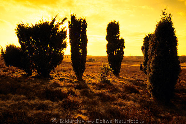 Sunset yellow sky back-light over Junipers declining nature photo sallow heath